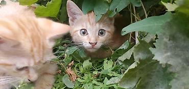 Животные: Отдам в хорошие руки. Рыжие котята. к лотку приучены. - короткая — 2