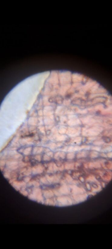 Digər ofis ləvazimatları: Mikraskop deyerindən aşağı qoymuşam — 4