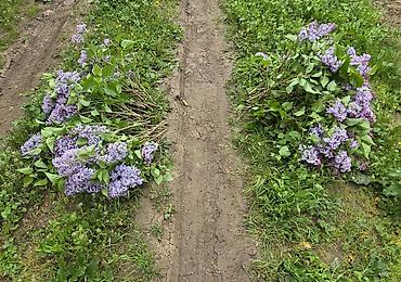 kəpənək dekor: Məhsul: Yasəmən (Syringa vulgaris) – kəsilmiş budaqlar və ya kol — 4