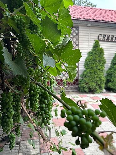 Бани, сауны, SPA: Баня, Сауна, Хамам | Пилинг, Бассейн, Массаж — 16