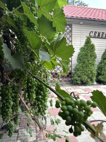 Бани, сауны, SPA: Баня, Сауна, Хамам | Массаж, Пилинг, Комнаты отдыха at lalafo.kg — 18 Бани, сауны, SPA: Баня, Сауна, Хамам | Массаж, Пилинг, Комнаты отдыха — 18