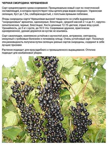 Карагат: Продаются саженцы черной и золотистой смородины (Капитан)! Черная — 7