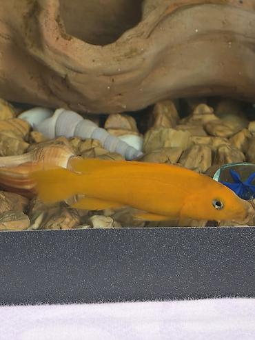 Balıqlar: Tanqanika baliklari hamsi birlikdə satlir 16 dənə Yekədirler -da lalafo.az — 2 Balıqlar: Tanqanika baliklari hamsi birlikdə satlir 16 dənə Yekədirler — 2