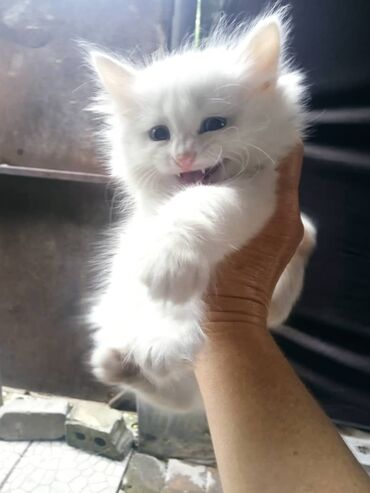 Коты: Отдам в добрые руки котят 2 месяца к лотку приучены,кушают