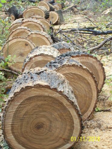дерево дрова: Дрова