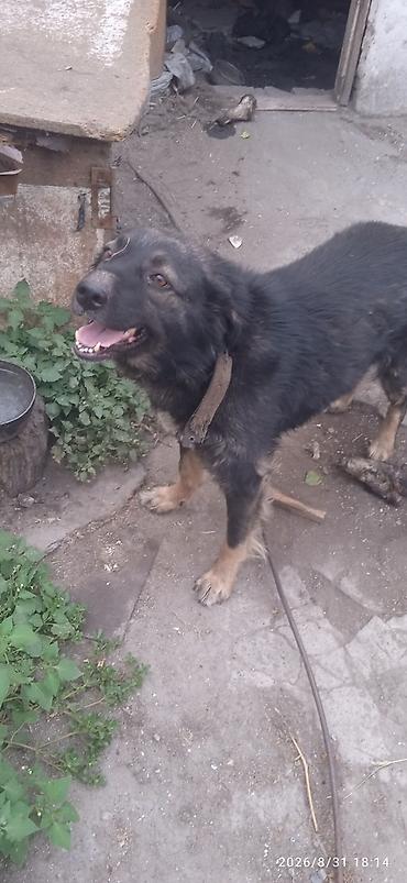 сабака лайка: Собака даром: Дворняжка, 5 лет, Самка — 2
