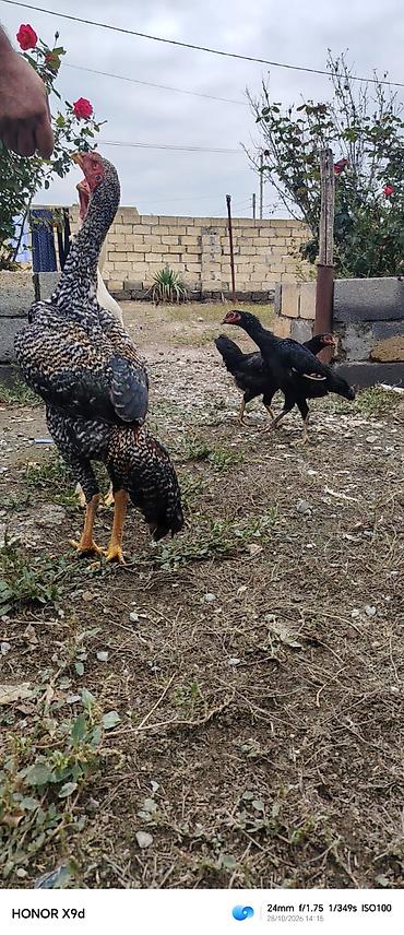 tutuquşu show jumbo: Pleymut bece satılır 6 ayına keçib hundur vıdlı becedı tam saglamdı — 4