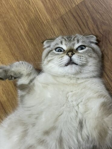 pişiklər üçün bit dərmanı: Шотладская вислоухая, В добрые руки at lalafo.az pişiklər üçün bit dərmanı: Шотладская вислоухая, В добрые руки