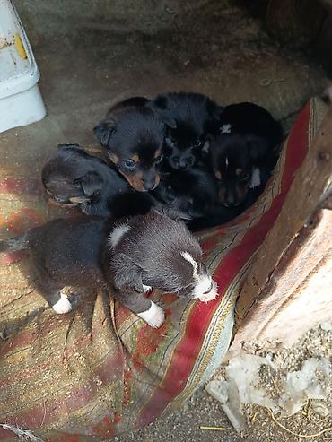 İtlər: Ünvandan götürmə — 5