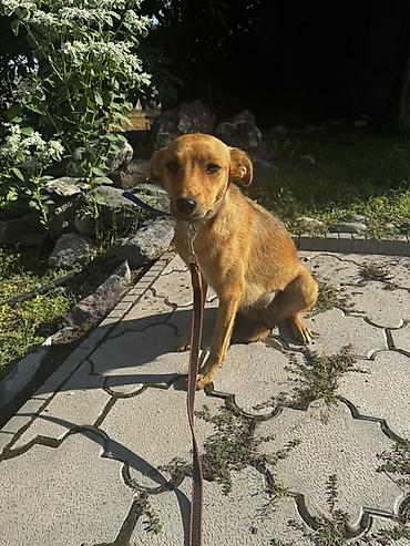 маленький собаки: Собака даром: Дворняжка, 11 месяцев, Самка, С прививкой — 1