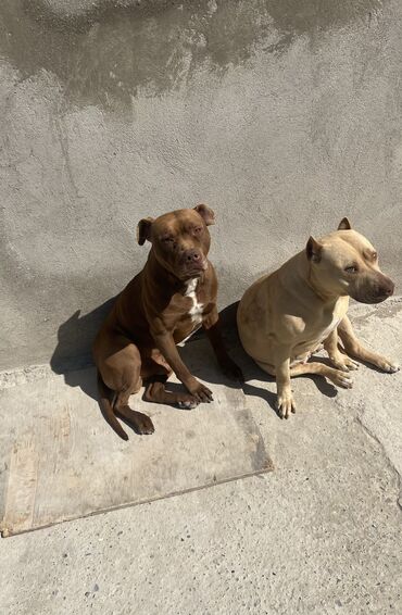 xacmaz heyvan bazari: Pitbul, 1 ay, Erkek