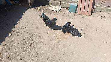 gencede cuce satisi: 🐓🔥 AYAM CAMALI XORUZ SATILIR 🔥🐓 ✨ Baxan kimi diqqət çəkən, yaraşıqlı — 1
