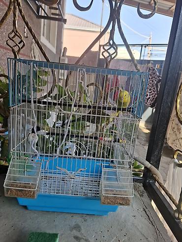 1 cüt mehebbet quşu qefesi ve aksesuarları ile birlikde alıcıya cüzi