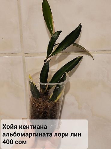 Хойи: Хойи
Цены и названия на фото — 13