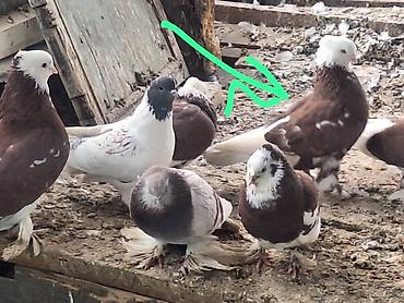 Другие с/х животные: Породные голуби декоративных линий. Описание: - Разноцветные окрасы — 2