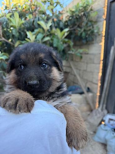 İtlər: Alman çoban iti, 1 ay, Erkək, Peyvəndli, Ödənişli çatdırılma — 1