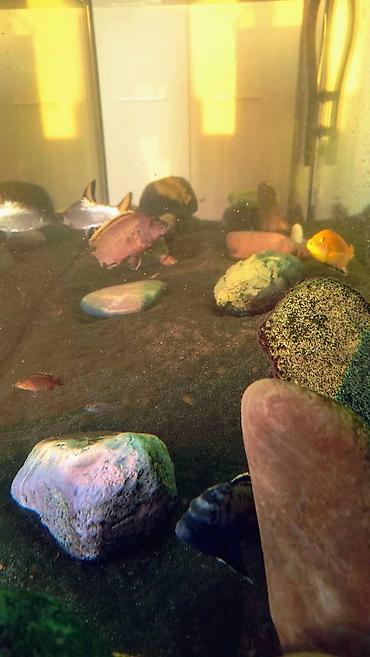 Akvariumlar: Akvarium-şkaf, Balıqlarla birlikdə, 500 l — 10
