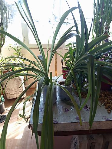 хлорофитумы: Хлорофитум (паукообразный, Chlorophytum comosum) в горшке. - Пышная — 1