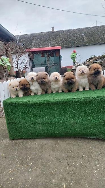 Psi: Chow chow-cau cau! stenad najlepsi poklon deci otac m- lav chsrb 3x — 2