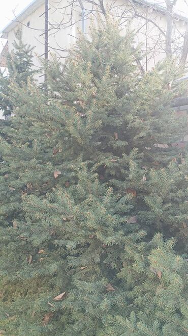 Ёлки: Живая ель (ёлки, ели, ёлка) Большая ель с пышной кроной и — 8