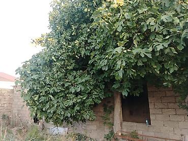 şağan torpaq satılır: 7 sot, Tikinti, Mülkiyyətçi, Kupça (Çıxarış) — 8