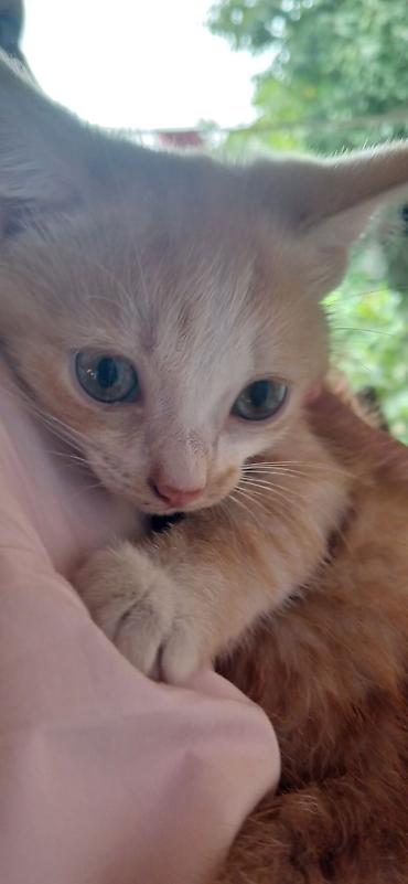 кошачье молоко: Беспородная, 2 месяца, Мальчик, Рыжий — 2