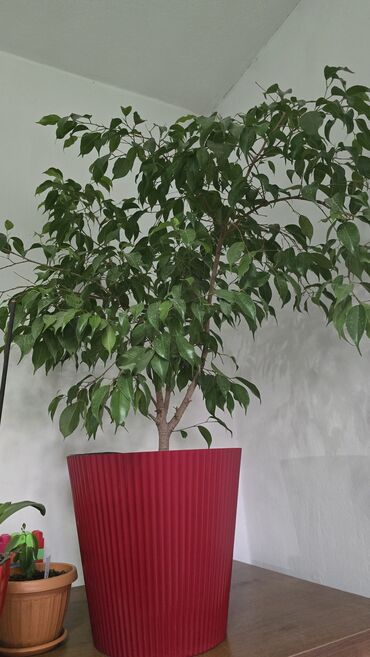 фикус: Фикус Бенджамина в крупном декоративном кашпо. - Вид: Ficus benjamina