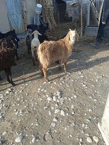 Баран, овца: Продаю | Ягненок | Для разведения — 1