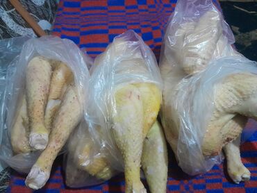 купить кур несушек на птицефабрике: Продаю домашних курей, цена за килограмм 450
