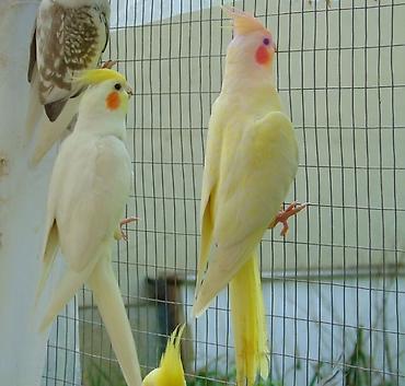 Digər quşlar: ✨ Hazır sarı e lquşlarıdanişdirmaq tam rahat olurr satışda! 🐦✨ Parlaq — 4