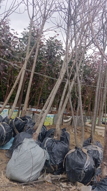 Şitillər: Torf gubresinn satisi ve dekarativ agaclarin satsi qazon torf torpaq -da lalafo.az — 8 Şitillər: Torf gubresinn satisi ve dekarativ agaclarin satsi qazon torf torpaq — 8