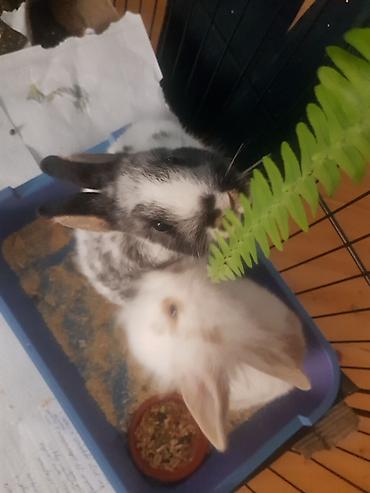 Декоративные кролики: Пуховый декоративный кролик (карликовый тип) пол-обе самцы им по 5 — 13