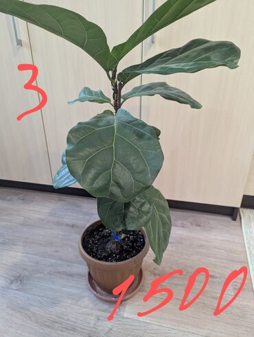 Другие комнатные растения: Комнатные растения, разных видов, филодендрон, хоя, эпипренум, фикус и — 5