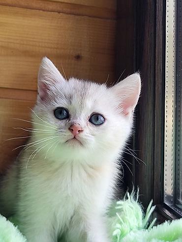 Pişiklər: Şinşilla — 12