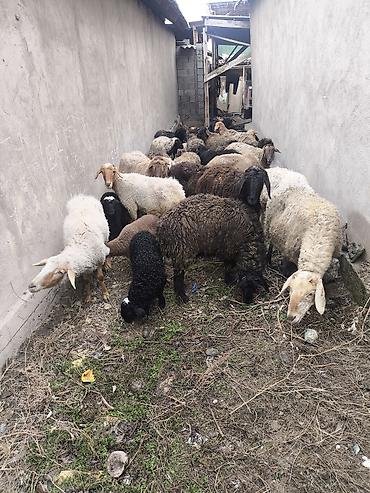 Баран, овца: Продаю | Овца (самка) | Полукровка | Для разведения | Матка — 13