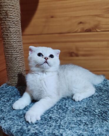 коты на продажу: Продается шотландская девочка,в окрасе серебристая шиншилла,приучена к