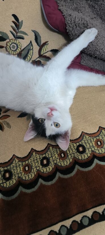 Pişiklər: Erkək, Yaxşı əllərə -da lalafo.az — 2 Pişiklər: Erkək, Yaxşı əllərə — 2