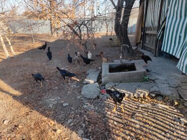 Куры, петухи: Продаю | Петух | Дакан, Бойцовая | Для разведения, Для боев — 2