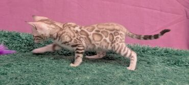 Продажа кошек: Бенгальская, 1 месяц, Девочка, Белый, Кастрирована, Приучена к лотку, Проглистована — 2