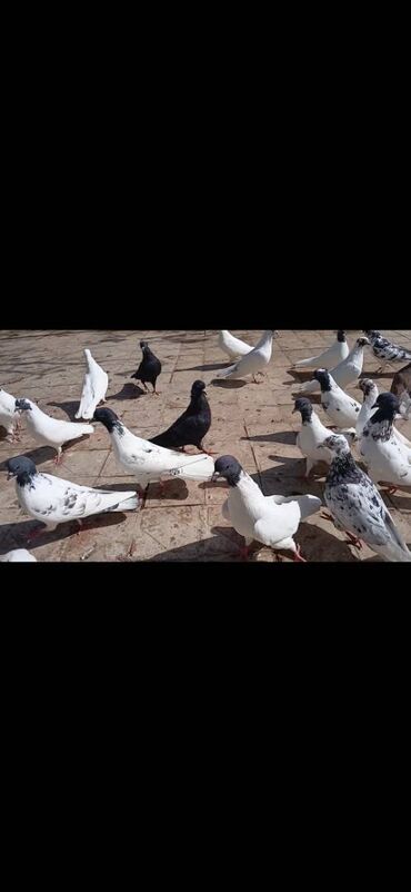 cins ineklerin satisi 2018: Göyərçin 21 dənə hamısı birlikdə dəyərindən aşağı satılır tək