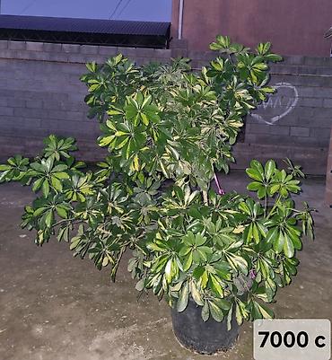 шефлера цветок: Шефлера (Schefflera arboricola) пестролистная в крупном пластиковом — 1