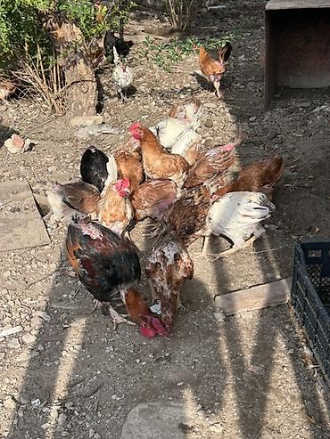 dosan sekili: Qarışıq cins kənd toyuqları sürüsü - Şəkillərdə görünən kimi iri — 1