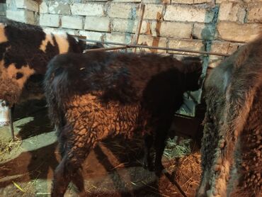 Dana, buzov: Erkey danalardır bordaga yarayır 3də ərkəydi qiymətdə cüzi endirim — 4