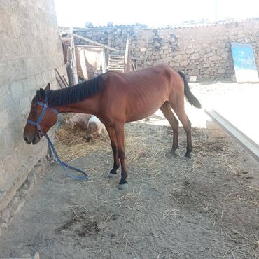 qarabağ atı satılır v Azərbaycan | Xalçalar: Madyan dişi Daycadi real alıcı zəng vursun barterde var qoyunla