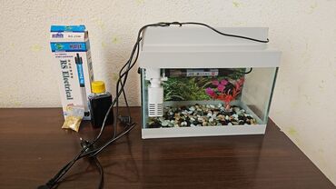 купить котенка в баку: Dördbucaq akvarium, Boş, 9 l, Ünvandan götürmə