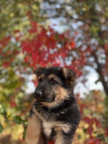 чихуахуа девочка: Продаются щенки чистокровной немецкой овчарки 🐶 Родились 3 сентября. В