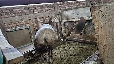 уй сементал: Продаю | Баран (самец) | Для разведения | Племенные — 8