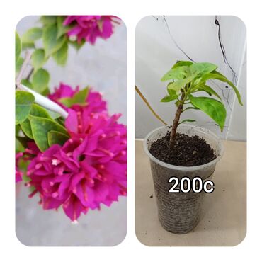 Садовые цветы и кустарники: Саженцы цветка — 14