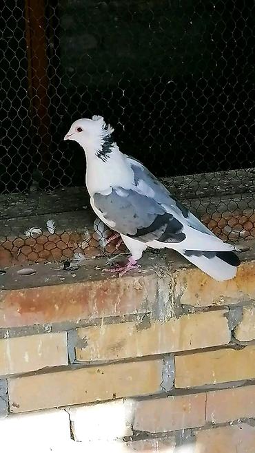 Domaće životinje: Beloglavi Mavijan izležen preko parenja Blek, Čava, Vasiljević — 8
