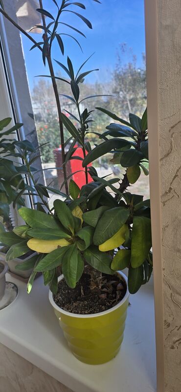 цветы тещин язык: Распродажа в связи с переездом. детки по 300.Комнатное растение –